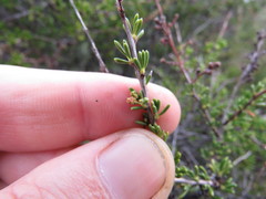 Eriophyes adenostomae