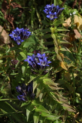 Gentiana dschungarica