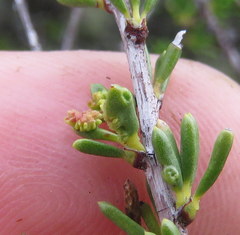 Eriophyes adenostomae