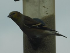 Spinus tristis