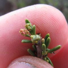Eriophyes adenostomae