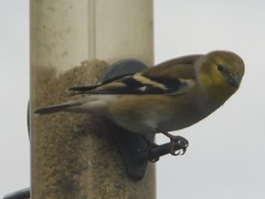 Spinus tristis