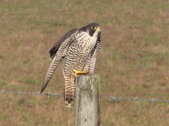 Falco peregrinus pealei