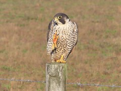 Falco peregrinus pealei