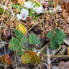 Pelargonium havlasae