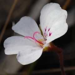 Pelargonium havlasae