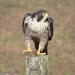 Peale's Peregrine Falcon - Photo (c) w_fran, some rights reserved (CC BY-NC)