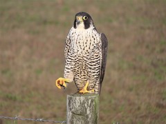 Falco peregrinus pealei
