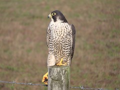 Falco peregrinus pealei