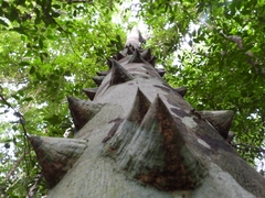 Zanthoxylum riedelianum