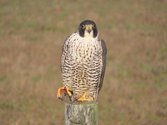 Falco peregrinus pealei