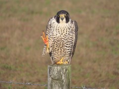 Falco peregrinus pealei