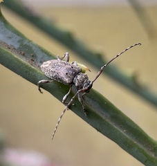 Xenocona asperipennis