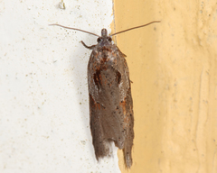 Acleris maculidorsana