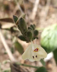 Henrya insularis