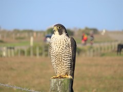Falco peregrinus pealei