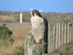 Falco peregrinus pealei