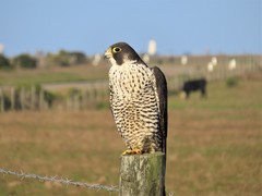 Falco peregrinus pealei