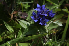 Gentiana dschungarica