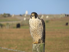 Falco peregrinus pealei