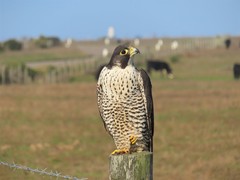 Falco peregrinus pealei