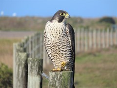 Falco peregrinus pealei