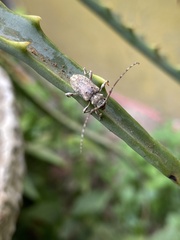 Xenocona asperipennis