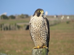Falco peregrinus pealei