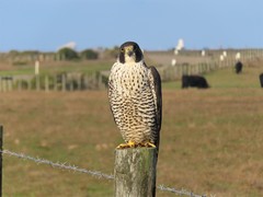 Falco peregrinus pealei
