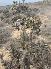 Cylindropuntia cholla