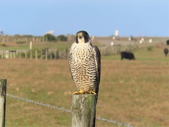 Falco peregrinus pealei