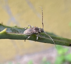 Xenocona asperipennis