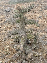 Cylindropuntia cholla