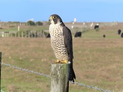 Falco peregrinus pealei