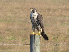 Falco peregrinus pealei