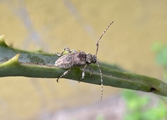 Xenocona asperipennis