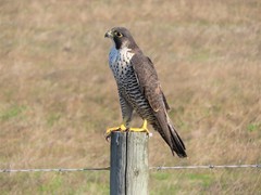 Falco peregrinus pealei