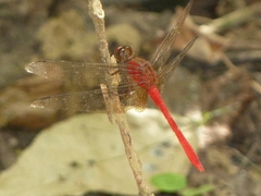 Rhodopygia hinei