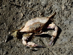 Callinectes bellicosus