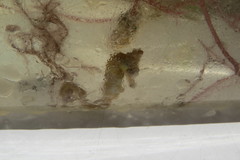 Hippocampus zosterae