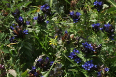 Gentiana dschungarica