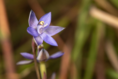 Thelymitra peniculata