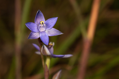Thelymitra peniculata