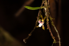 Sarcochilus australis