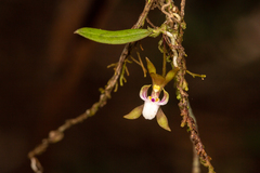 Sarcochilus australis