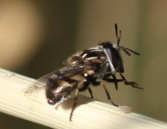 Copestylum marginatum