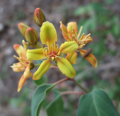 Galphimia glandulosa