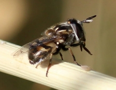 Copestylum marginatum