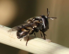 Copestylum marginatum