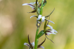 Prasophyllum basalticum